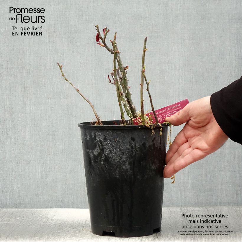 Rosa Reine des Parfums Vaso da 4L/5L esemplare consegnato in inverno