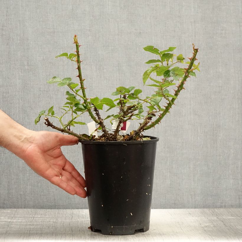 Rosa Rose Alleyson Vaso da 4L/5L esemplare consegnato in primavera