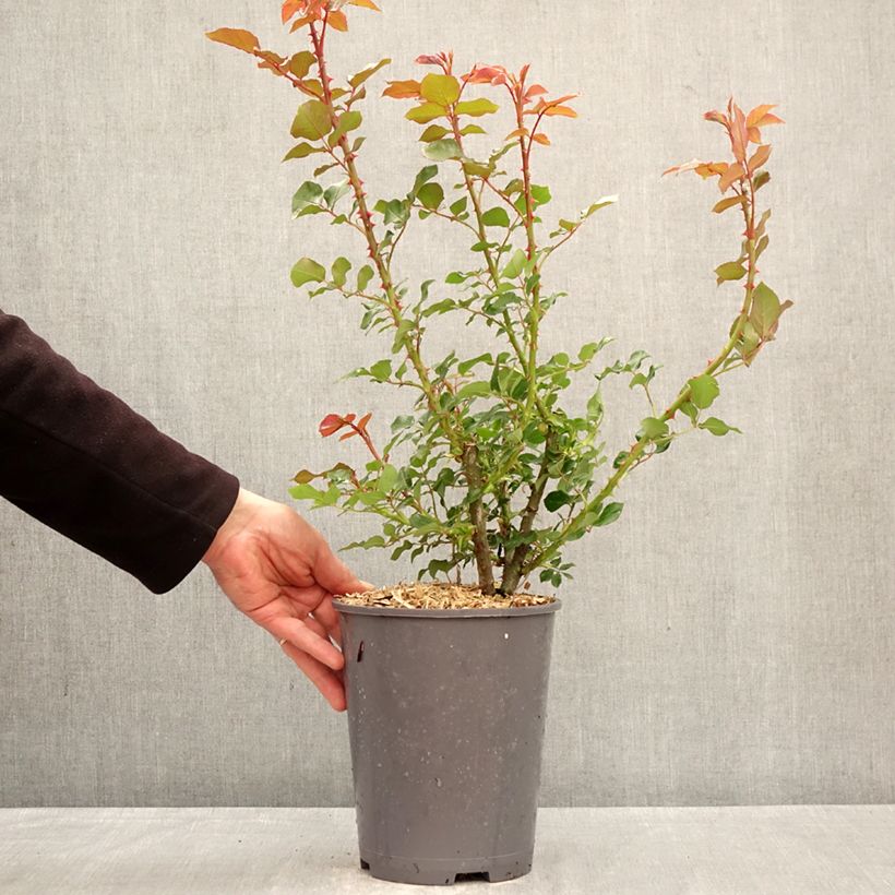Rosa Rose de Bretagne Adareflixa Vaso da 4L/5L esemplare consegnato in primavera