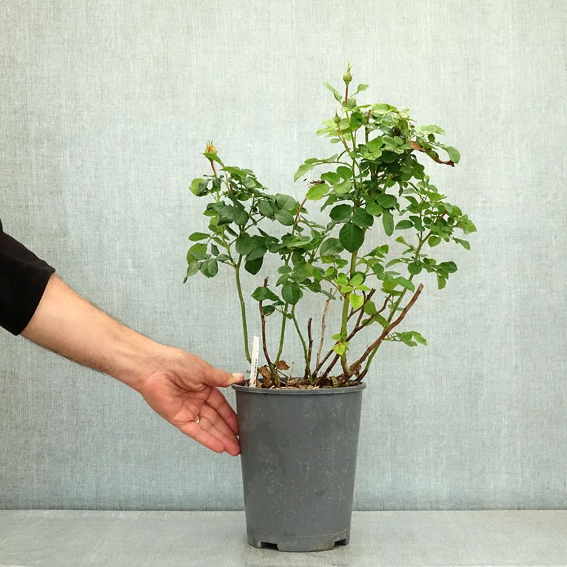 Esemplare di Rosa Rose der Hoffnung - Rose ibrida di tea Vaso da 4L/5L consegnato in estate