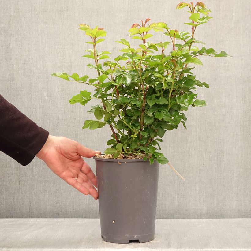 Rosa Rose der Hoffnung - Rose ibrida di tea Vaso da 4L/5L esemplare consegnato in primavera