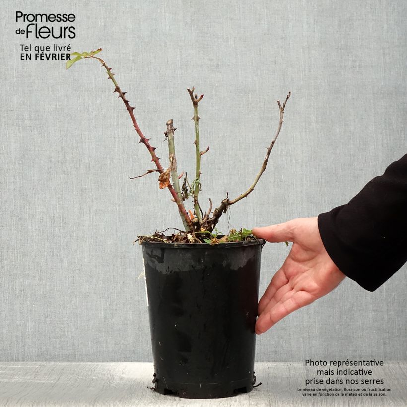 Rosa Ruban Rouge Vaso da 4L/5L esemplare consegnato in inverno