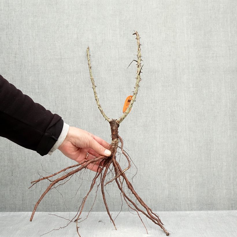 Rosa Ruban Rouge Piante piccole a radice nuda esemplare consegnato in inverno