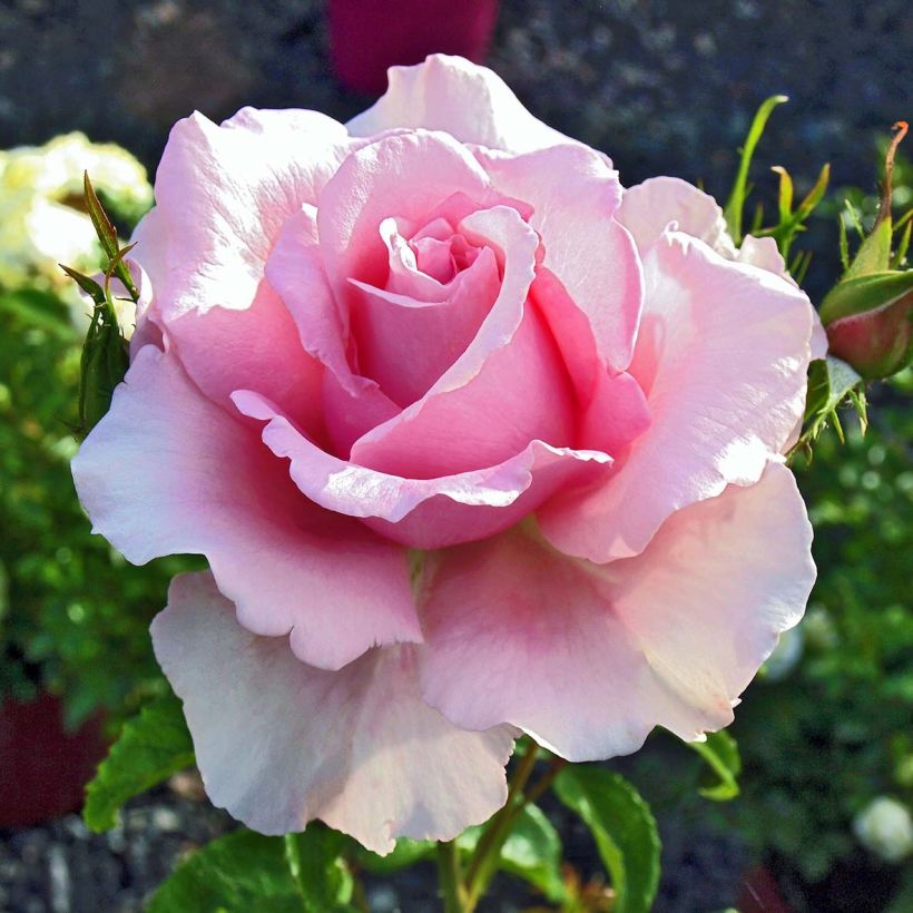Rosa Sandrine Quétier - Rose ibrida di tea (Fioritura)