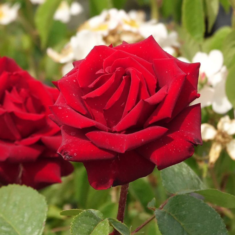 Rosa Schwarze Madonna (Fioritura)