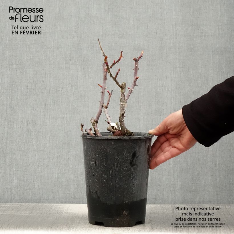 Rosa Simone Veil - Rose ibrida di tea Vaso da 4L/5L esemplare consegnato in inverno