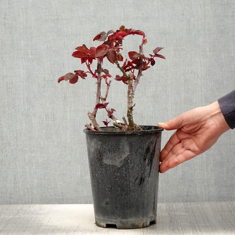 Rosa Simone Veil - Rose ibrida di tea Vaso da 4L/5L esemplare consegnato in primavera