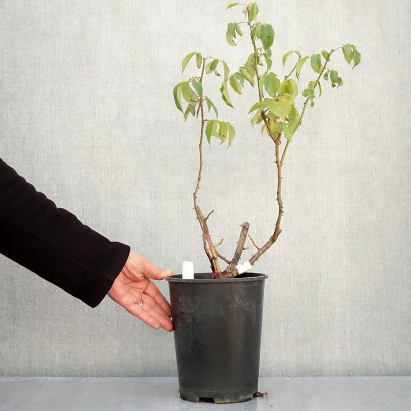 Esemplare di Rosa Sophia Renaissance Vaso da 4L/5L come consegnato in autunno