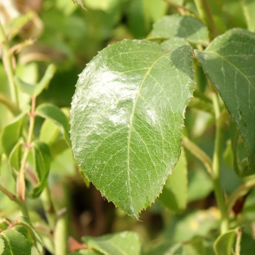 Rosa Sophia Renaissance (Fogliame)