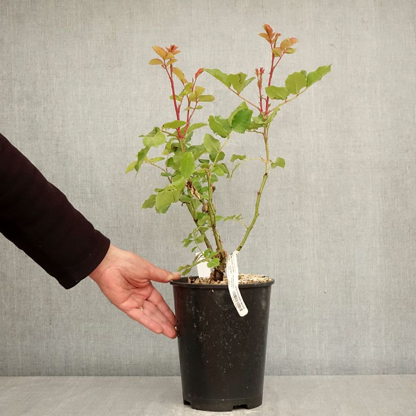 Rosa Sophie Rochas - Rose ibrida di tea Vaso da 3L/4L esemplare consegnato in primavera