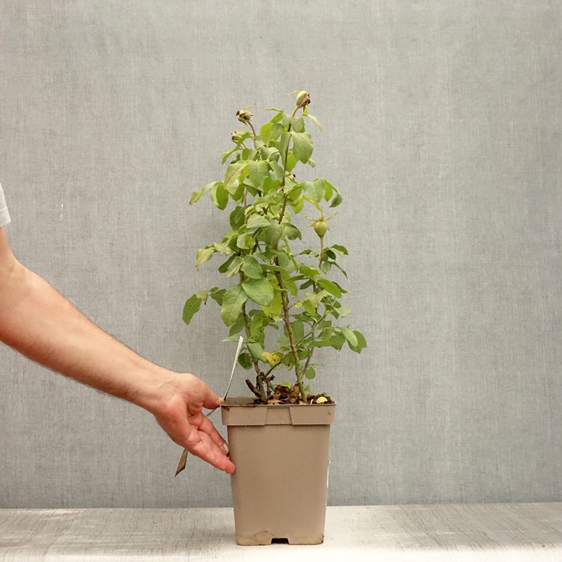 Esemplare di Rosa Souvenir de Baden-Baden - Rose ibrida di tea Vaso da 4L/5L consegnato in estate