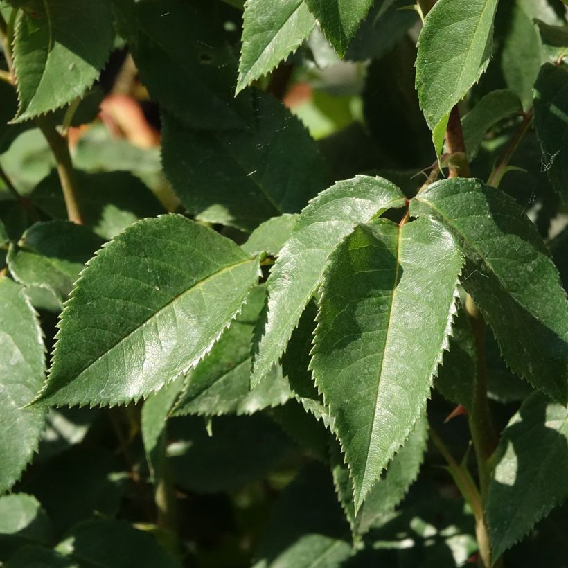 Rosa Sunny Sky - Rose ibrida di tea (Fogliame)