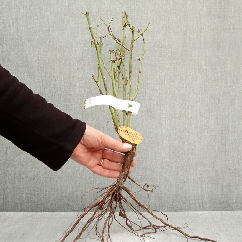 Rosa Sweet Eureka - Rose ibrida di tea Piante piccole a radice nuda esemplare consegnato in inverno