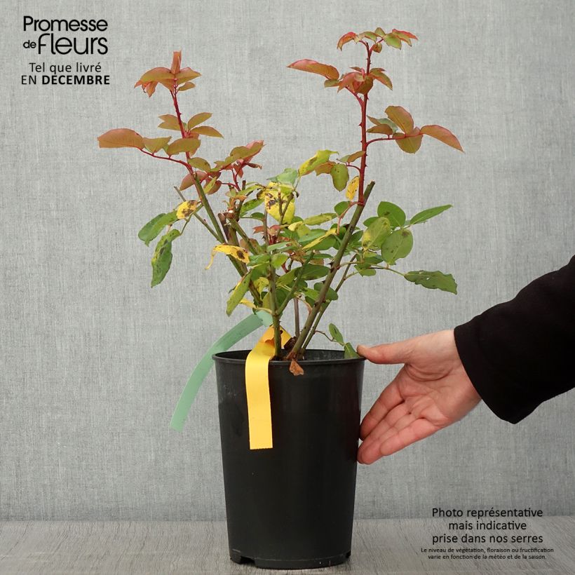 Esemplare di Rosa The McCartney Rose - Rose ibrida di tea Vaso da 4L/5L come consegnato in autunno