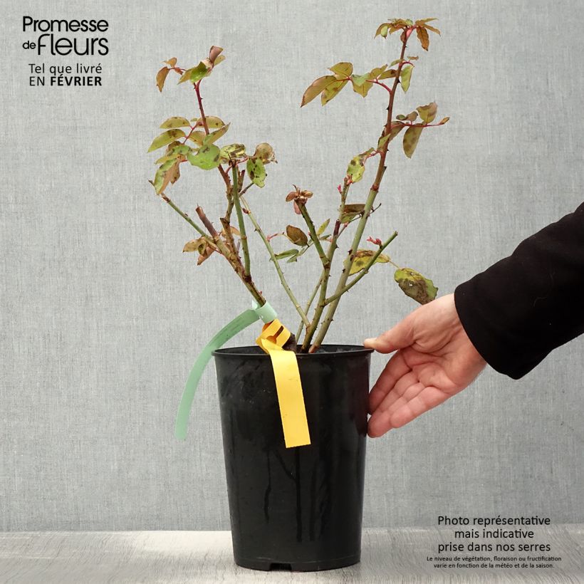 Rosa The McCartney Rose - Rose ibrida di tea Vaso da 4L/5L esemplare consegnato in inverno