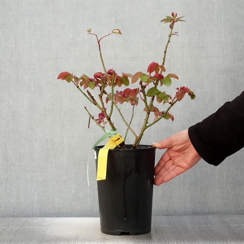 Rosa The McCartney Rose - Rose ibrida di tea Vaso da 4L/5L esemplare consegnato in primavera