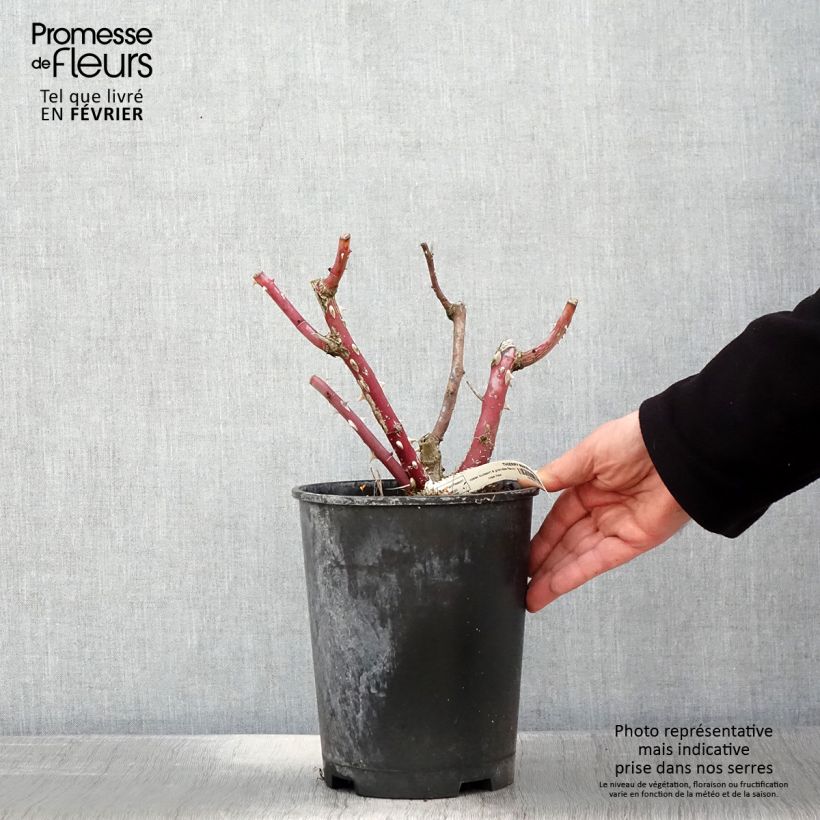 Rosa Thierry Marx - Rose ibrida di tea Vaso da 4L/5L esemplare consegnato in inverno