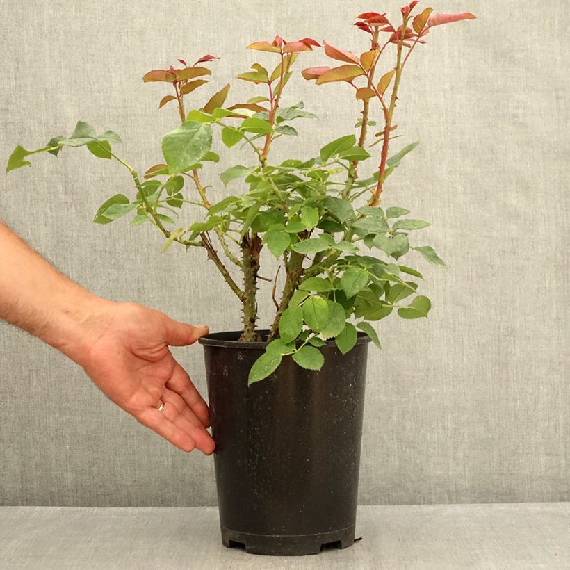 Esemplare di Rosa Tobago Odore Vaso da 4L/5L consegnato in estate