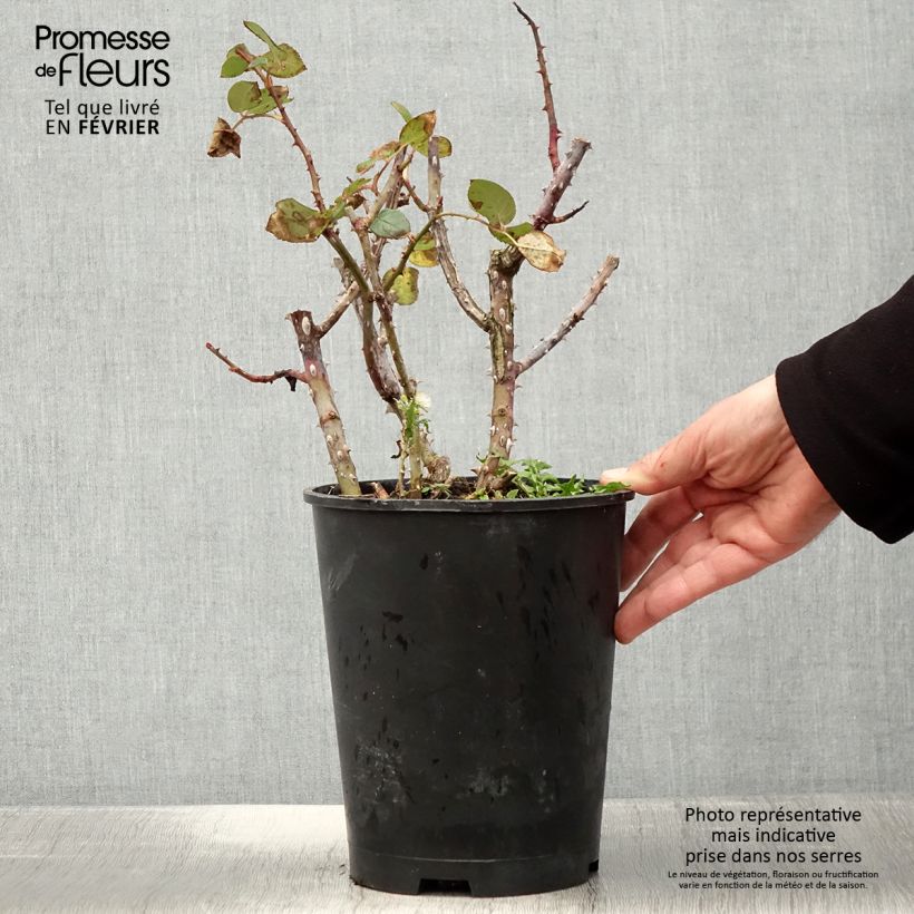 Rosa Tobago Odore Vaso da 4L/5L esemplare consegnato in inverno