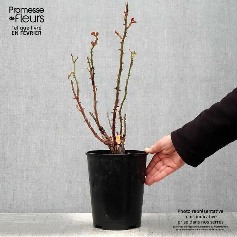 Rosa Traviata - Rosa ibrida di tea moderna Vaso da 4L/5L esemplare consegnato in inverno