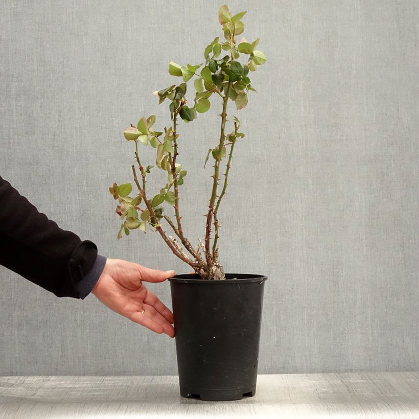 Rosa Traviata - Rosa ibrida di tea moderna Vaso da 4L/5L esemplare consegnato in primavera