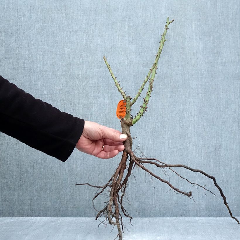 Rosa Traviata - Rosa ibrida di tea moderna Piante piccole a radice nuda esemplare consegnato in inverno