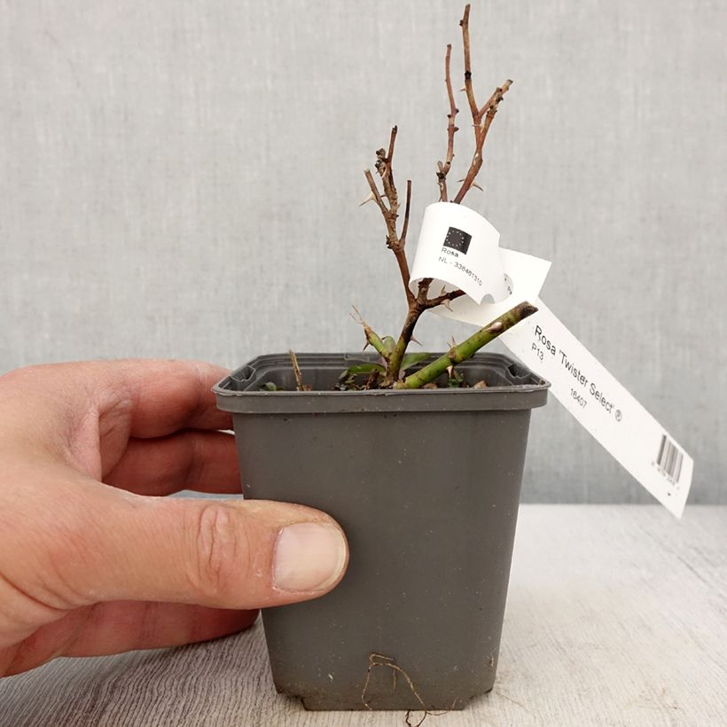 Rosa Twister Select - Rose ibrida di tea Vasetto da 8/9 cm esemplare consegnato in primavera