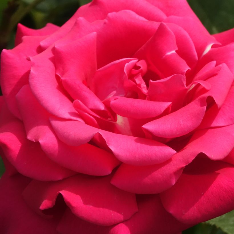 Rosa Velasquez - Rose ibrida di tea (Fioritura)