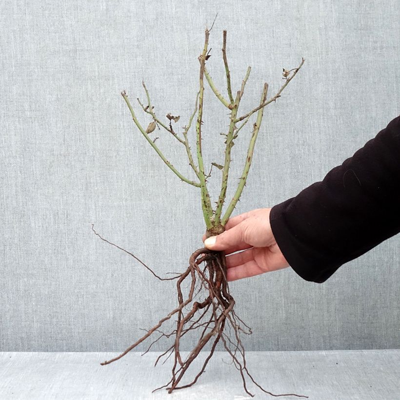 Rosa Velasquez - Rose ibrida di tea Piante piccole a radice nuda esemplare consegnato in inverno