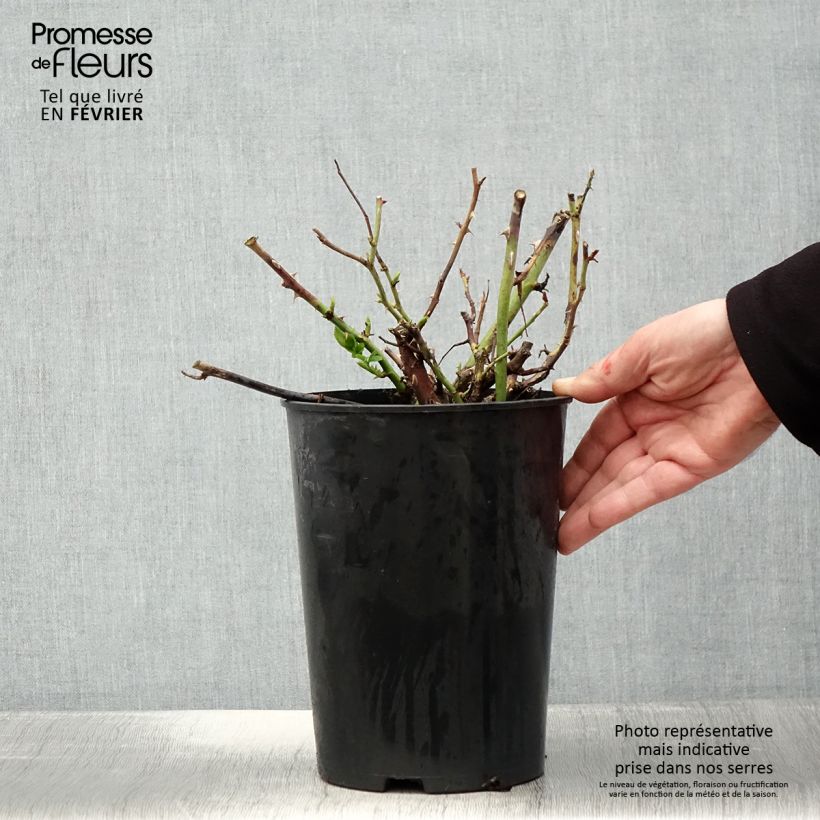 Rosa Ville de Chine Vaso da 4L/5L esemplare consegnato in inverno