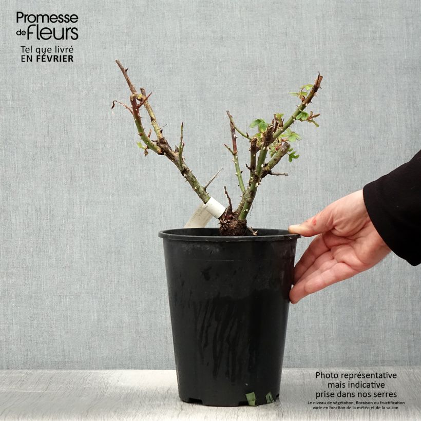 Rosa Ville de Fontenay-aux-Roses Vaso da 4L/5L esemplare consegnato in inverno