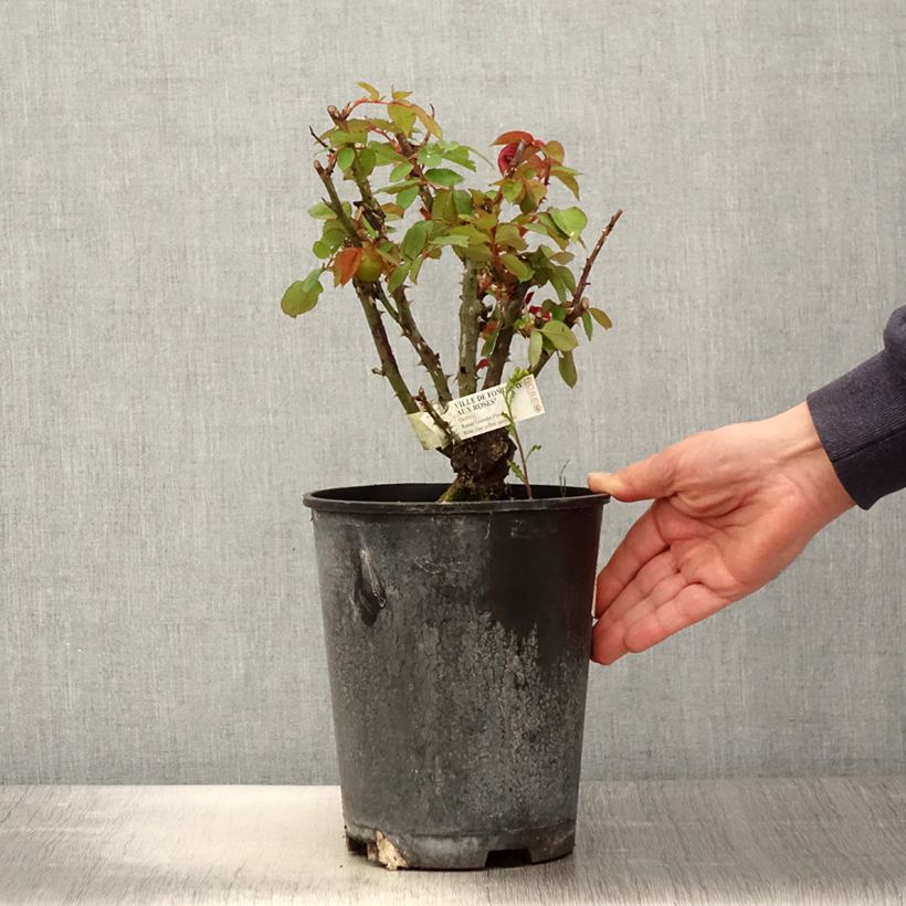 Rosa Ville de Fontenay-aux-Roses Vaso da 4L/5L esemplare consegnato in primavera