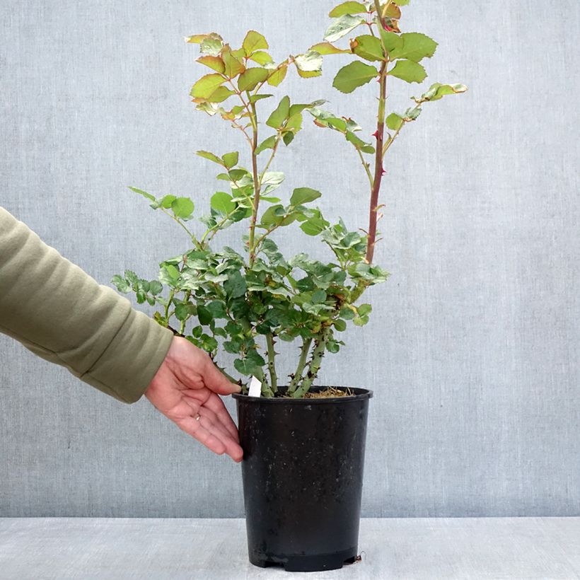 Rosa Vulcano Vaso da 4L/5L esemplare consegnato in primavera
