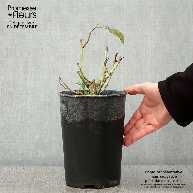 Esemplare di Rosa White Symphony Vaso da 4L/5L come consegnato in autunno