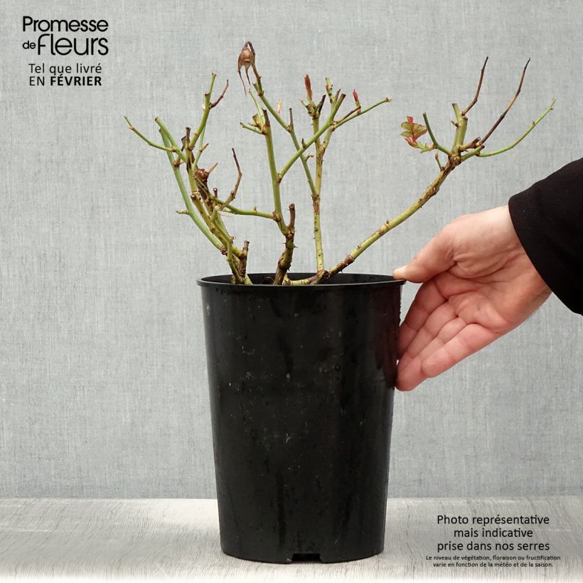 Rosa White Symphony Vaso da 4L/5L esemplare consegnato in inverno