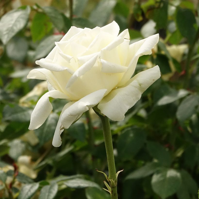 Rosa White Symphony (Fioritura)