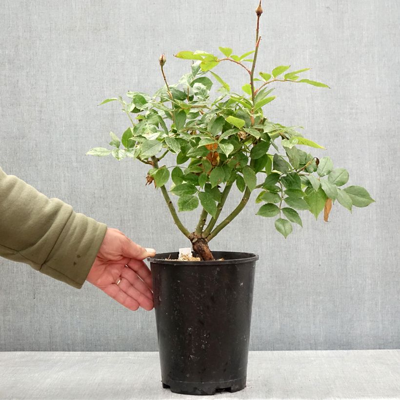 Rosa Womanity Vaso da 4L/5L esemplare consegnato in primavera
