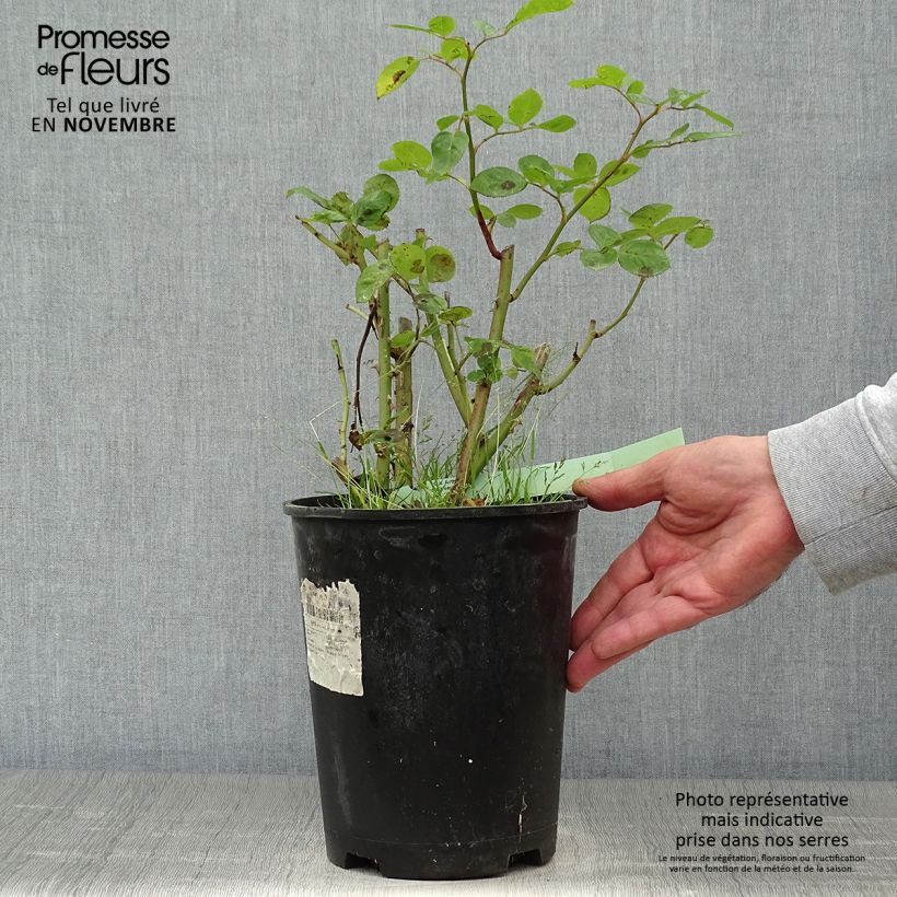 Esemplare di Rosa polyantha Arthur Bell Vaso da 2L/3L come consegnato in autunno