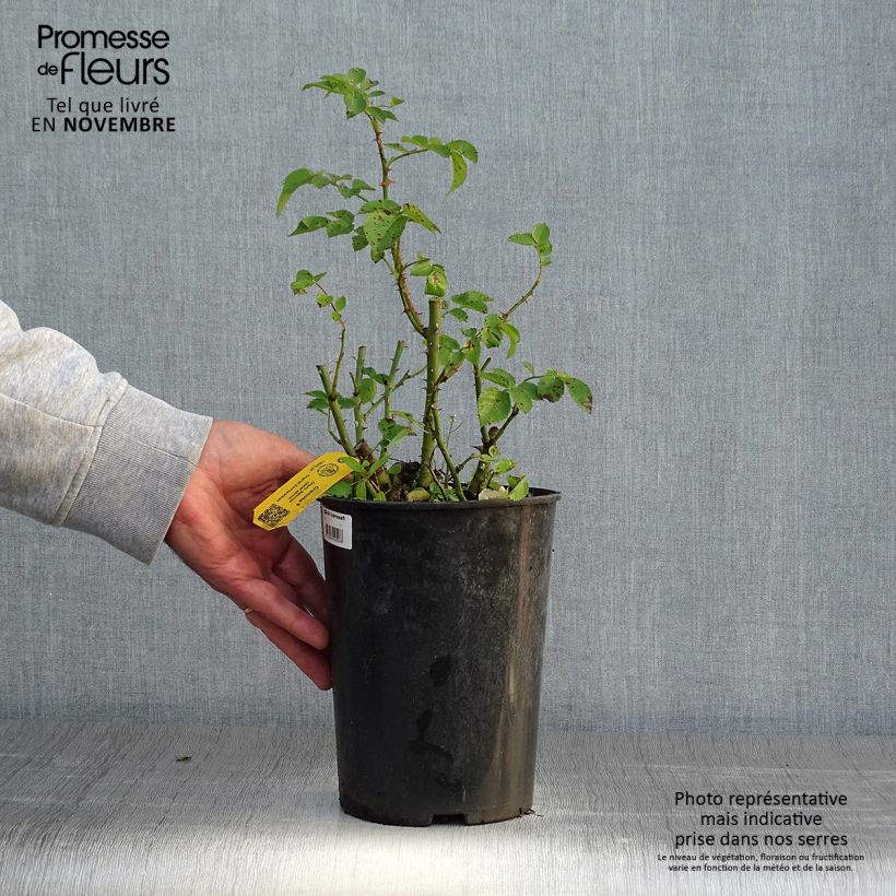 Esemplare di Rosa polyantha Cremosa Vaso da 2L/3L come consegnato in autunno