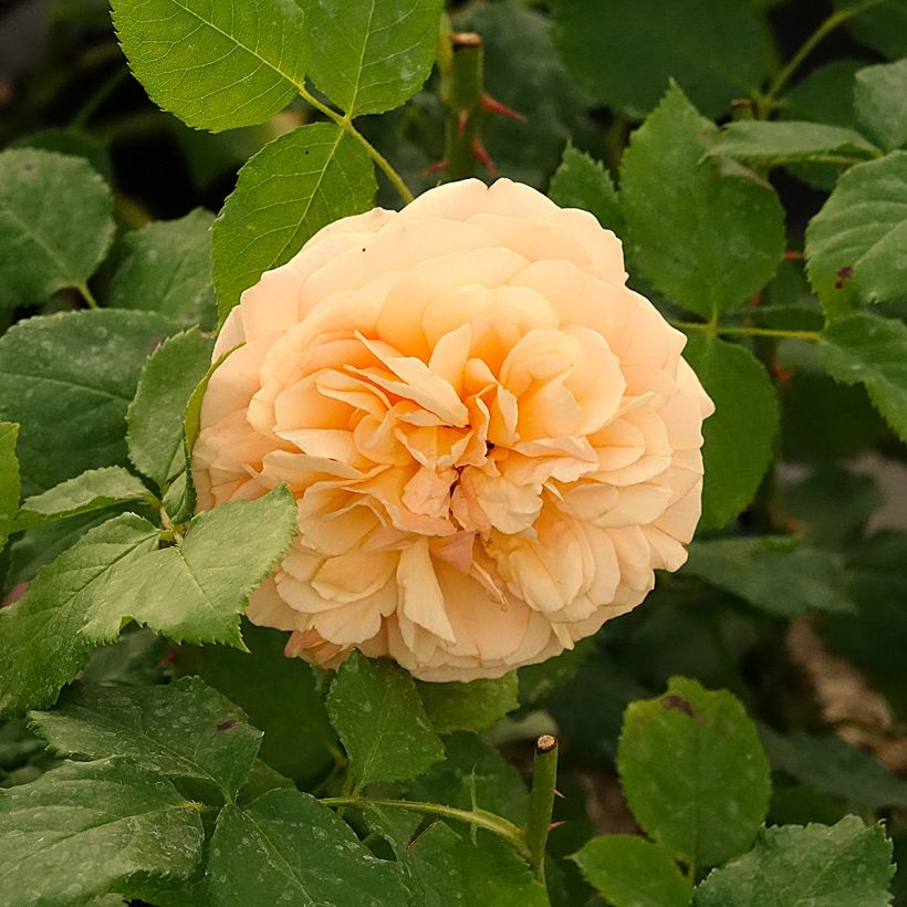 Rosai ad arbusto Eveline Wild (Fioritura)