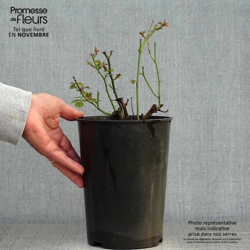 Esemplare di Rosa polyantha Pear Vaso da 4L/5L come consegnato in autunno