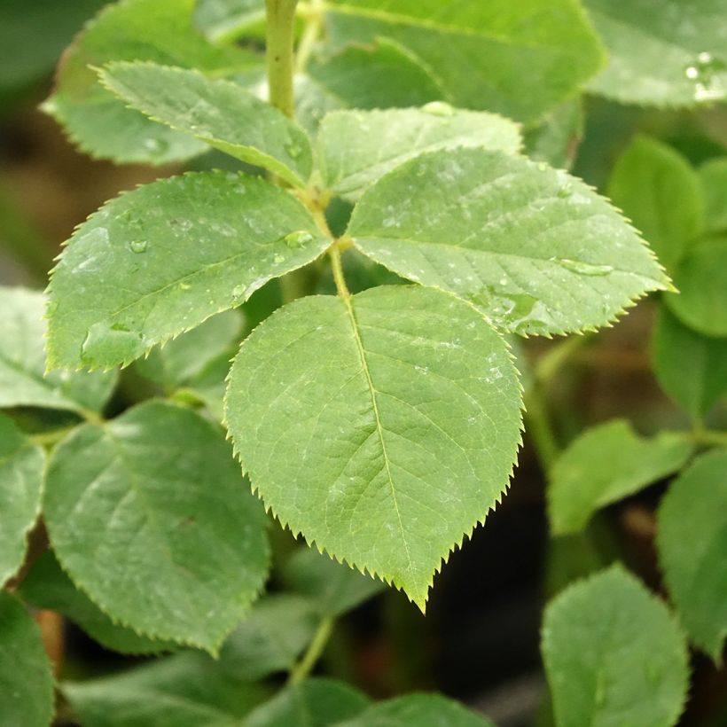 Rosa polyantha Pear (Fogliame)