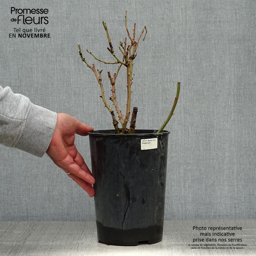 Esemplare di Rose a cespuglio Renée van Wegberg Vaso da 4L/5L come consegnato in autunno