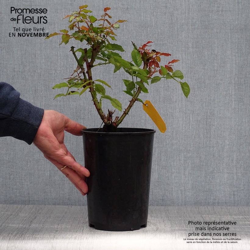 Esemplare di Rosa polyantha Sweet Honey Vaso da 4L/5L come consegnato in autunno