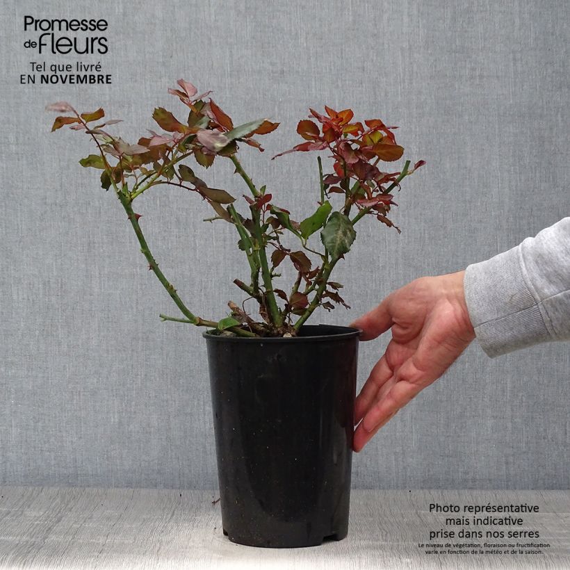 Esemplare di Rosa floribunda The Times Vaso da 4L/5L come consegnato in autunno