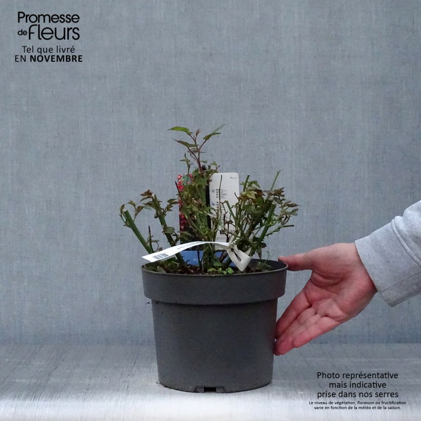 Esemplare di Rosa polyantha Everglow Ruby Vaso da 4L/5L come consegnato in autunno