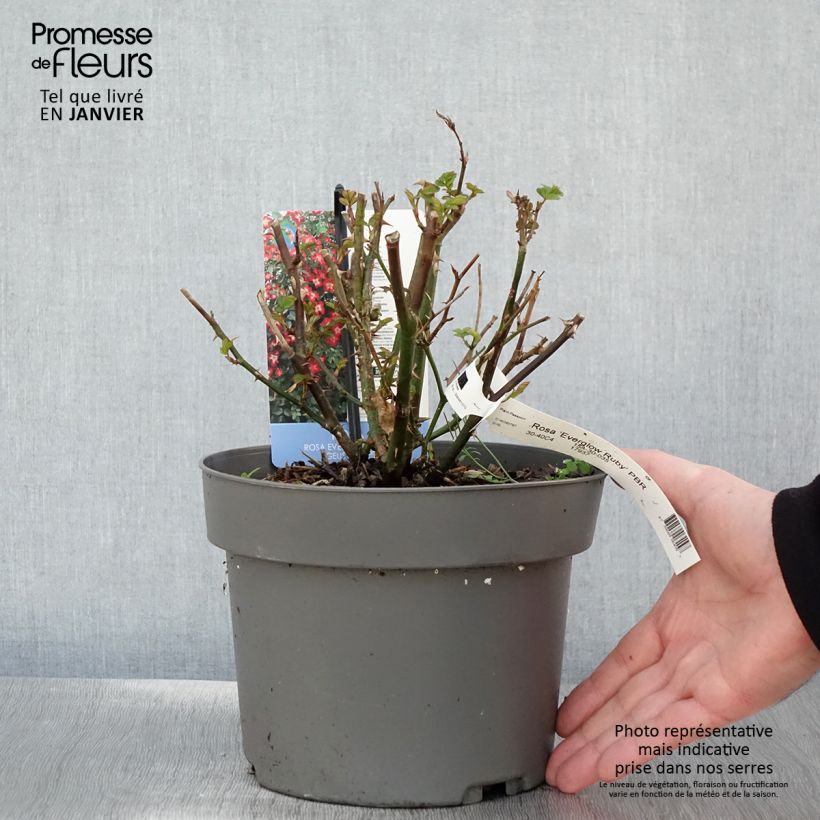Rosa polyantha Everglow Ruby Vaso da 4L/5L esemplare consegnato in inverno