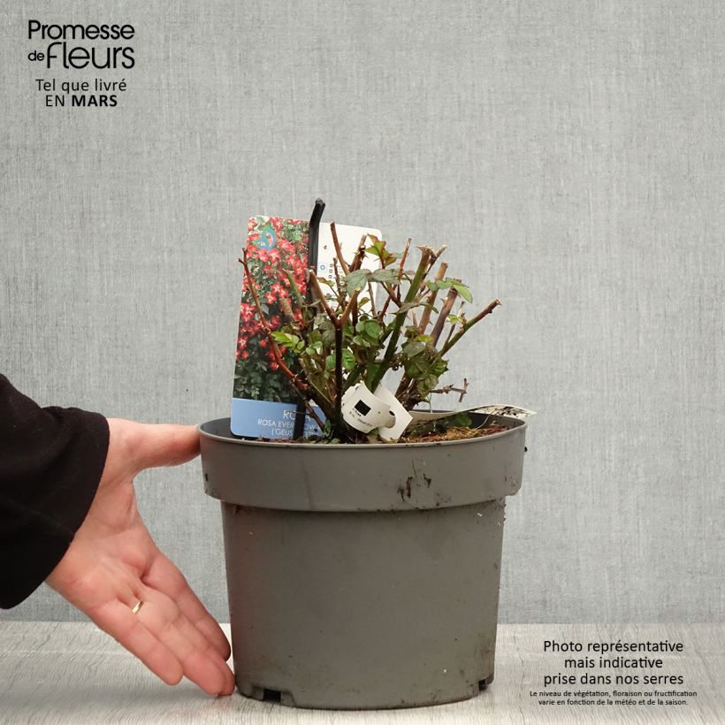 Rosa polyantha Everglow Ruby Vaso da 4L/5L esemplare consegnato in primavera