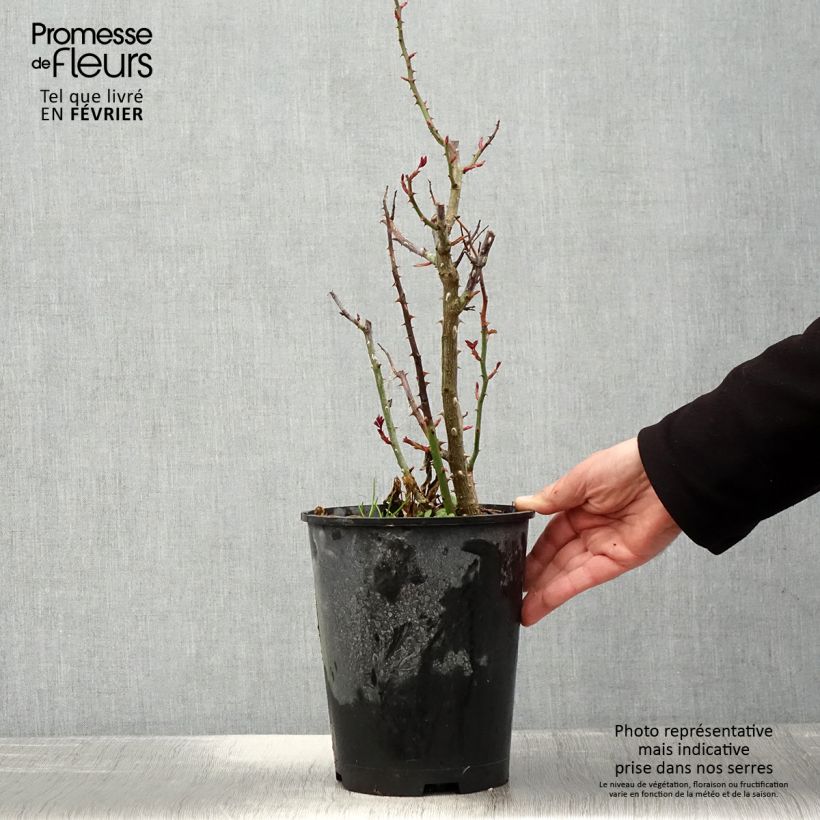 Rosa polyantha Birthday Rose Bio Vaso da 4L/5L esemplare consegnato in inverno