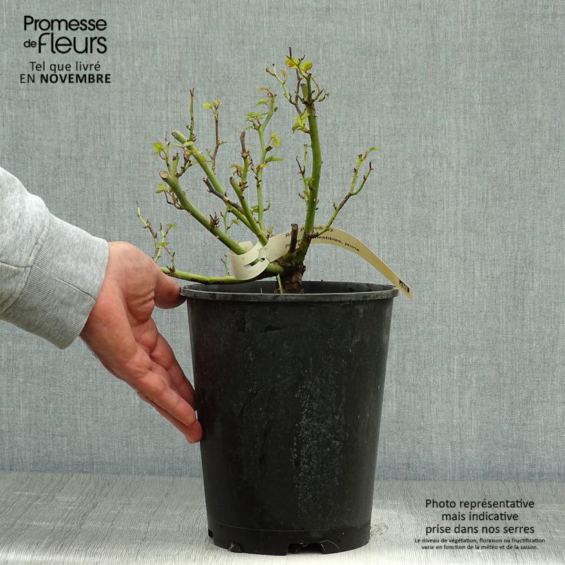 Esemplare di Rosa polyantha Picnic Vaso da 4L/5L come consegnato in autunno